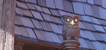 Owl Photo