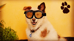 Disney Channel Dog With A Blog See Stan Blog